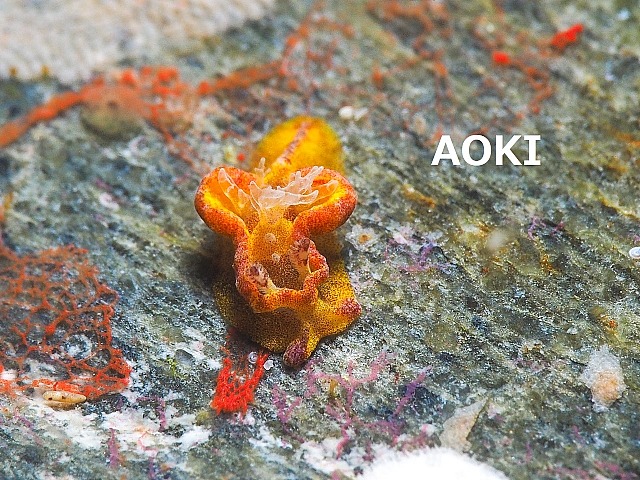 沖縄ウミウシ ネコジタウミウシ属の一種 4