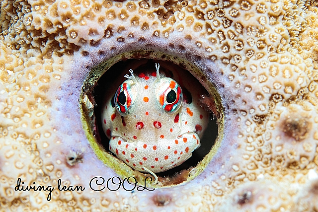 水中写真 モンツキカエルウオ