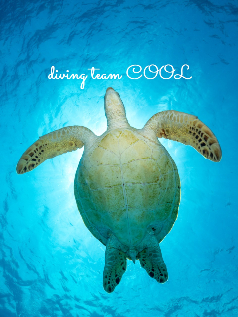 沖縄 アオウミガメ