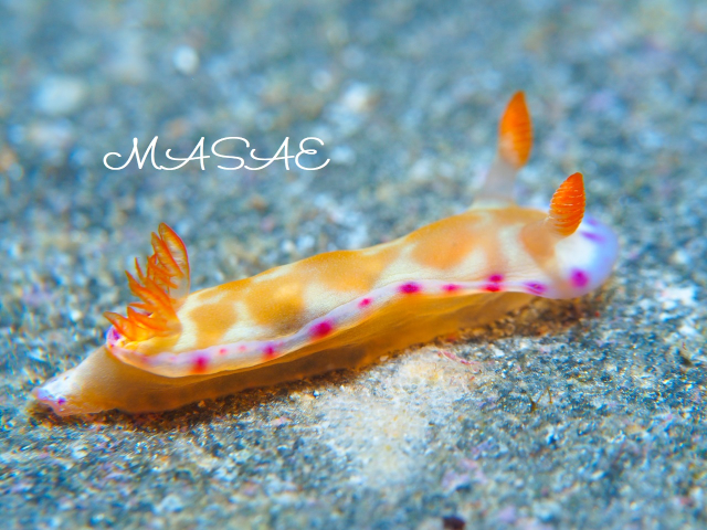 沖縄 ミカドウミウシの幼体