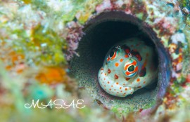 沖縄 モンツキカエルウオの卵