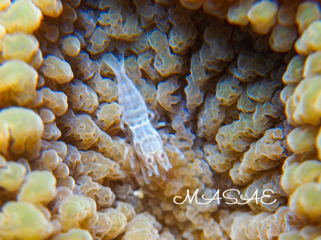 沖縄 ワライヤドリエビ