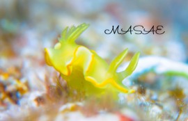 ケラマ諸島 サフランイロウミウシ