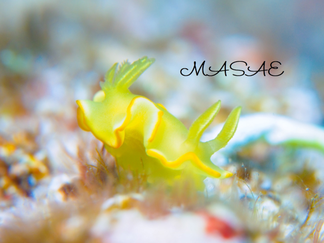 ケラマ諸島 サフランイロウミウシ