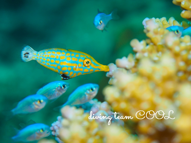 沖縄 テングカワハギの幼魚