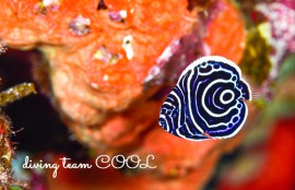 沖縄 タテジマキンチャクダイの幼魚