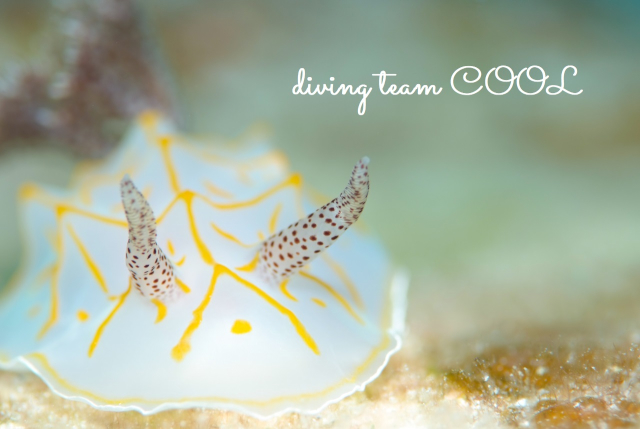ケラマ諸島体験ダイビング　キスジカンテンウミウシ