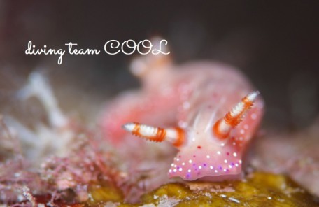 ケラマ諸島体験ダイビング　アオウミウシ属の１種５