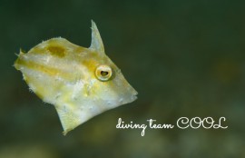 沖縄 フチドリカワハギの幼魚
