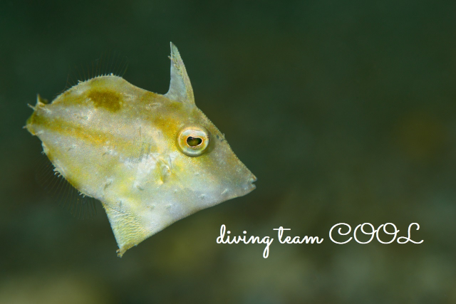 沖縄 フチドリカワハギの幼魚