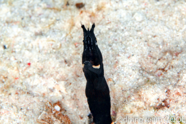 沖縄 ハナヒゲウツボの幼魚