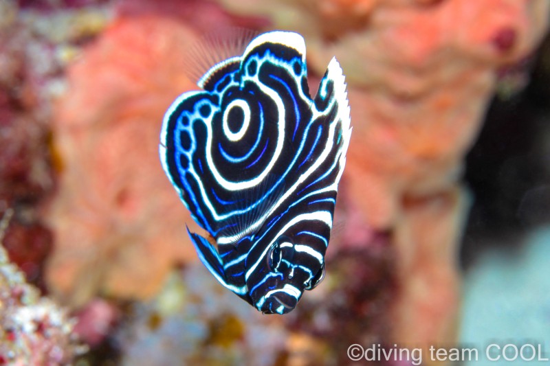 沖縄 タテジマキンチャクダイの幼魚