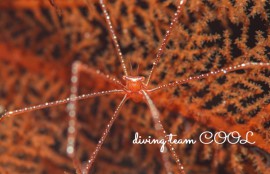 沖縄ダイビング水納島　ホシゾラワラエビ