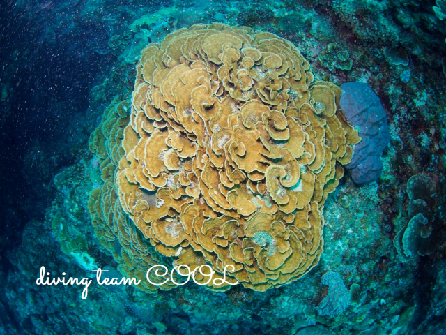 沖縄ダイビング　リュウキュウキッカサンゴ