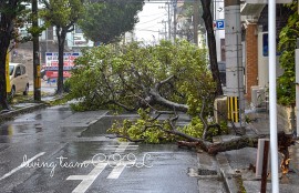 沖縄 台風の爪痕