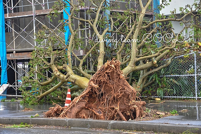 沖縄 台風の爪痕