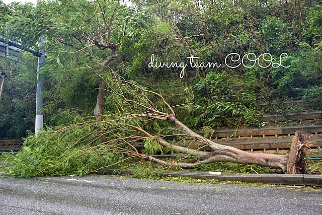 沖縄 台風の爪痕