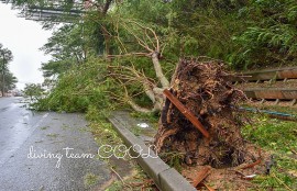 沖縄 台風の爪痕