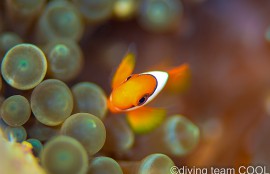 沖縄 ハマクマノミの幼魚