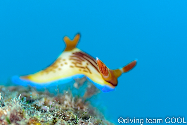 沖縄 セグロリュウグウウミウシ