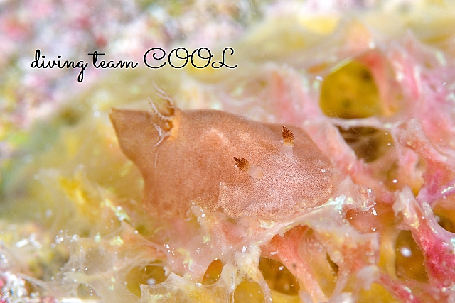 ツヅレウミウシの仲間