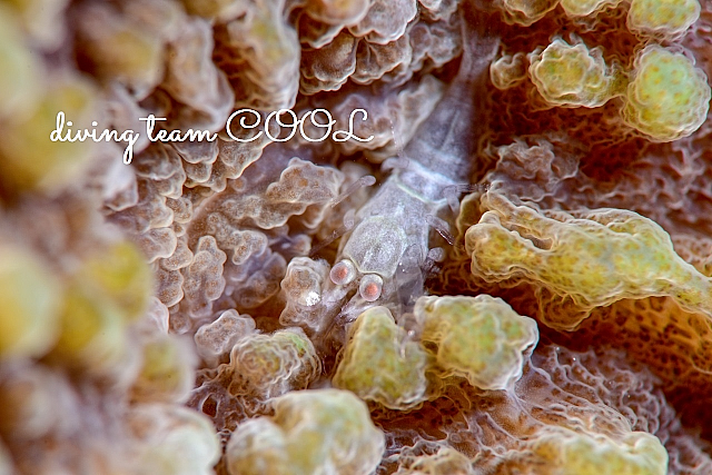 沖縄 ワライヤドリエビ