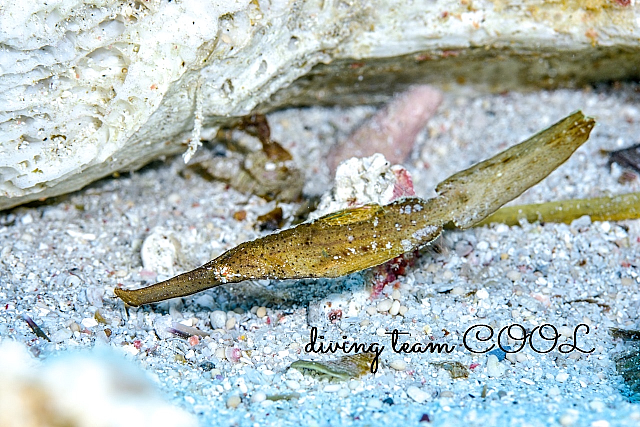 沖縄 カミソリウオ