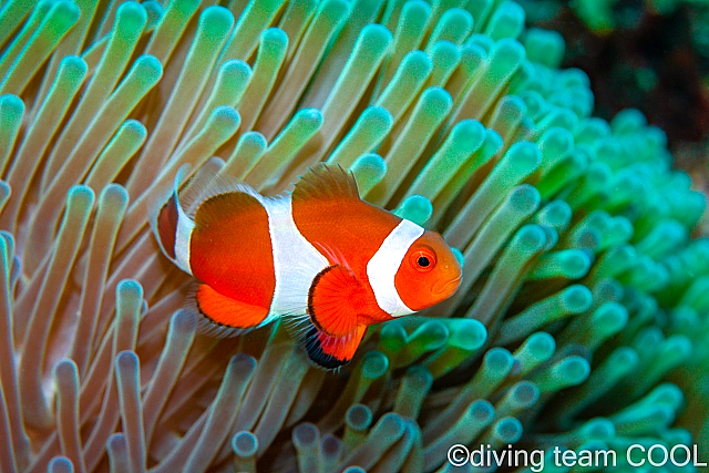 沖縄 カクレクマノミ