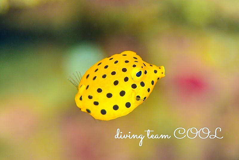 沖縄 ミナミハコフグの幼魚