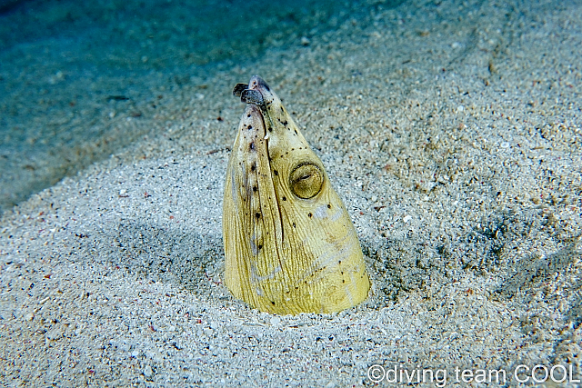 沖縄 ミナミホタテウミヘビ