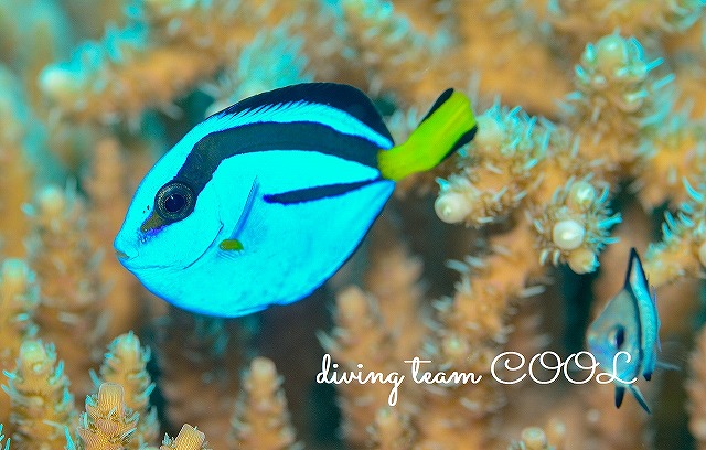 沖縄ダイビング　ナンヨウハギ幼魚