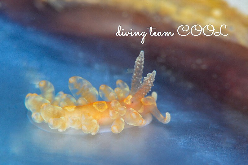 沖縄ダイビング　サラームミノウミウシ