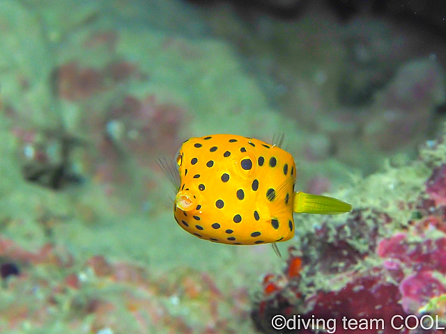 ミナミハコフグの幼魚