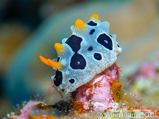 沖縄ババイボウミウシ