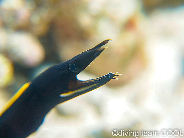 沖縄ハナヒゲウツボの幼魚