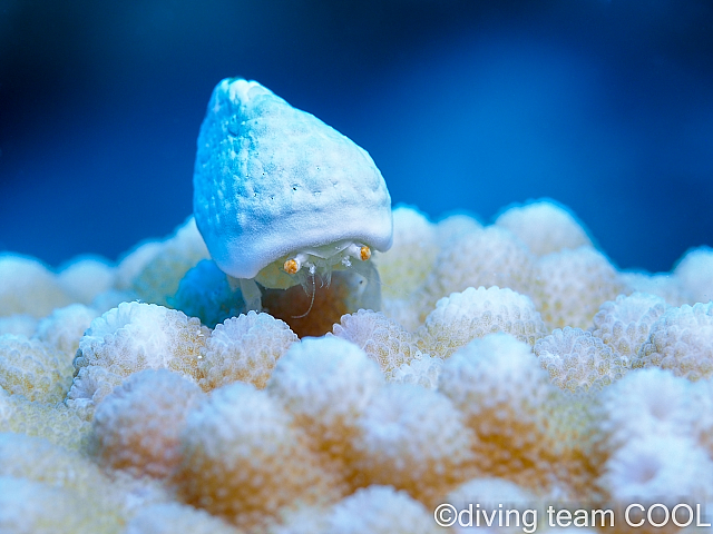 沖縄オガサワラカイカムリ