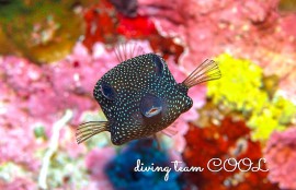 沖縄クロハコフグの幼魚