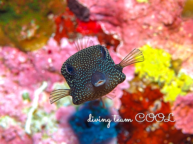 沖縄クロハコフグの幼魚