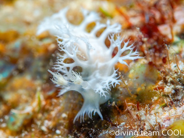 沖縄ウミウシ　ユビノウハナガサウミウシ