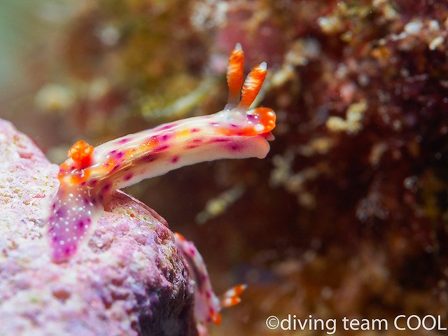 沖縄ダイビング　ウミウシ　ハナムスメウミウシ