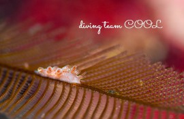 沖縄ダイビング　アカオビマツカサウミウシ