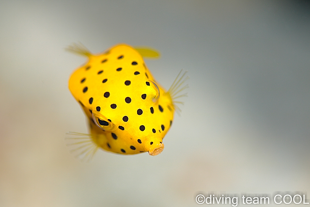 沖縄ミナミハコフグの幼魚