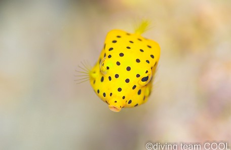 沖縄ミナミハコフグの幼魚