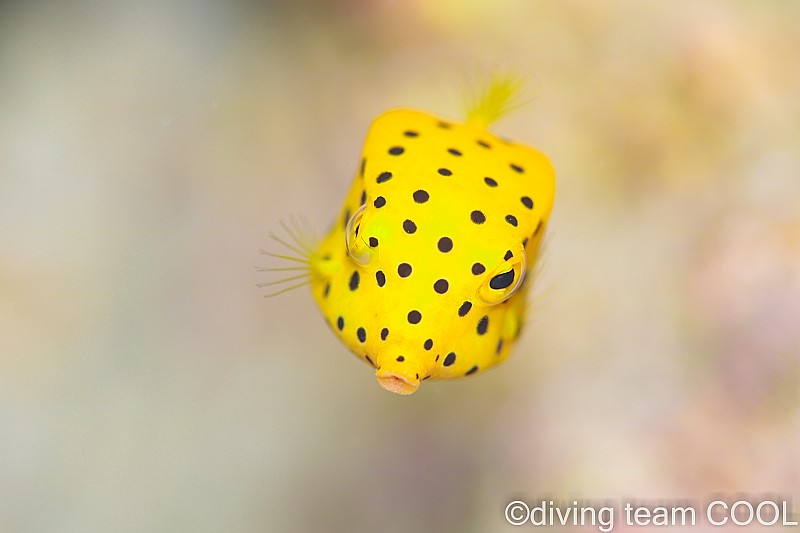 沖縄ミナミハコフグの幼魚