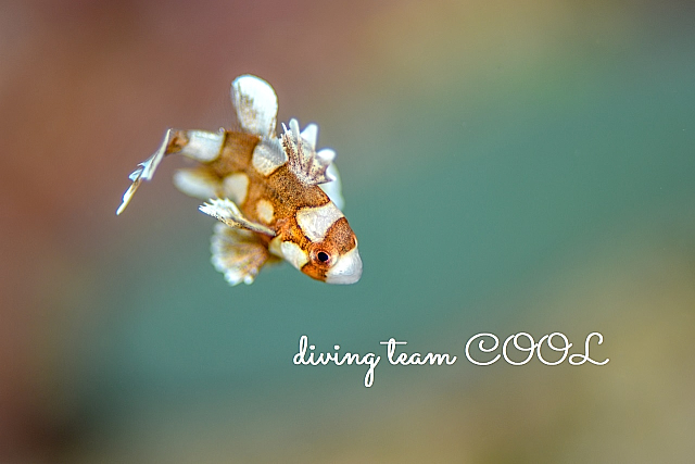 沖縄チョウチョウコショダイの幼魚