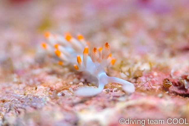 沖縄サキシマミノウミウシ