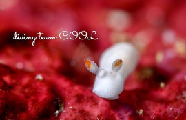 沖縄ダイビング シロウサギウミウシ