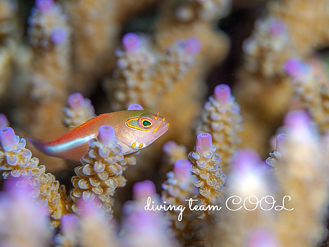 沖縄ダイビング メガネゴンベの幼魚