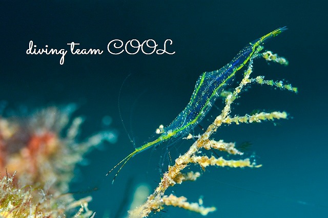 ラ沖縄ＦＵＮダイビング　ピポントニア・パラガレーネ