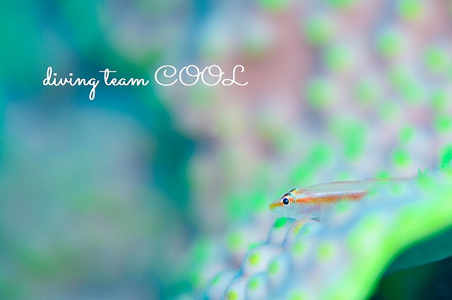 沖縄ＦＵＮダイビング　アカスジウミタケハゼ